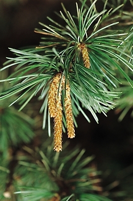 포토 JPG 주간 나무 식물 열매 나뭇잎 근접촬영 사람없음 야외 초록색 소나무 섬잣나무 국내포토 자연요소 뷰포인트 컬러 잎 파일형식