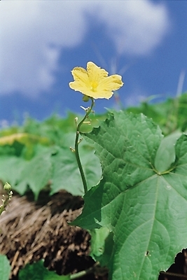 포토 JPG 주간 식물 꽃 한송이 자연 하늘 지붕 나뭇잎 사람없음 야외 노란색 수세미외 국내포토 자연요소 1 컬러 잎 생태계 송이 파일형식