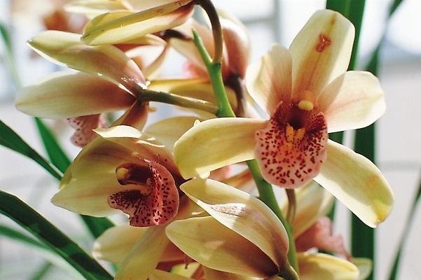 포토 JPG 주간 식물 꽃 여러송이 자연 풍경 사람없음 야외 노란색 흰색 탄생화 국내포토 자연요소 컬러 다수 생태계 파일형식