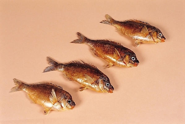 포토 JPG 여러마리 실내 어류 사람없음 해산물 망상어 주황색배경 국내포토 다수 백그라운드 내부 주황색 수중동물 파일형식