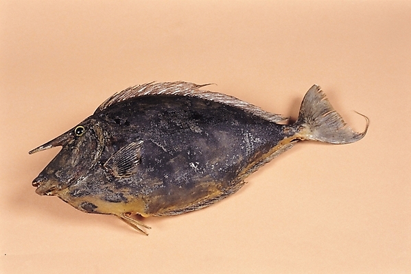 포토 JPG 한마리 식재료 실내 어류 사람없음 해산물 쥐치 표문쥐치 주황색배경 국내포토 1 백그라운드 내부 주황색 수중동물 파일형식