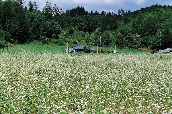 포토 JPG 주간 식물 꽃 꽃밭 유적 유적지 자연 가을꽃 풍경 초원 사람없음 야외 농촌 숲 메밀꽃 메밀밭 국내포토 자연요소 전통 고건축 밭 시골 생태계 파일형식 가을_계절