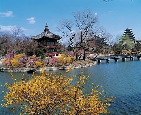 포토 JPG 주간 나무 한국문화 한국전통 시설물 건축물 건축 꽃 문화 외국문화 고건축 유적 한국건축 교통시설 유적지 유물 풍경 사람없음 야외 동양건축 궁전 문화재 다리 연못 개나리 진달래 정자 경복궁 향원정 가교 국내포토 자연요소 식물 동양문화 전통 교통 한국 시설 누각 파일형식 동양