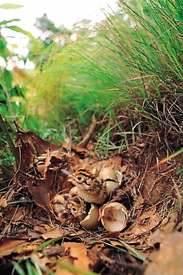 포토 JPG 주간 동물 척추동물 야생동물 낙엽 두마리 조류 사람없음 야외 풀 풀숲 꿩 부화 국내포토 자연요소 식물 잎 2 숲 파일형식