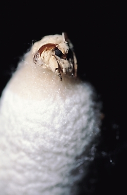 포토 JPG 동물 한마리 곤충 절지류 실내 근접촬영 사람없음 흰색 실 벌레 누에 국내포토 1 뷰포인트 컬러 내부 파일형식