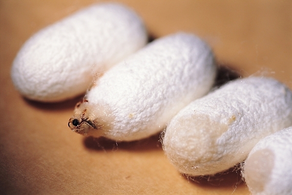 포토 JPG 동물 곤충 절지류 실내 근접촬영 사람없음 실 벌레 누에 국내포토 뷰포인트 내부 파일형식