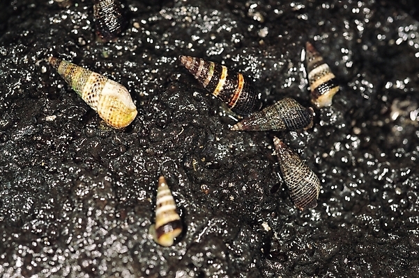 포토 JPG 자연 어패류 생물 연체동물 근접촬영 사람없음 야외 고둥 다슬기 국내포토 동물 뷰포인트 무척추동물 생태계 파일형식