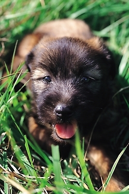 포토 JPG 주간 동물 척추동물 한마리 육지동물 포유류 근접촬영 잔디 초원 사람없음 야외 반려동물 풀 강아지 반려 삽살개 국내포토 자연요소 식물 1 뷰포인트 개 파일형식