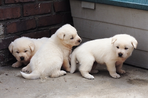 포토 JPG 주간 동물 척추동물 육지동물 새끼 포유류 세마리 사람없음 야외 반려동물 흰색 개 강아지 진돗개 반려 국내포토 자연요소 컬러 3 파일형식