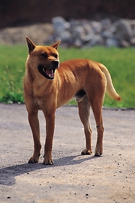 포토 JPG 주간 동물 척추동물 한마리 육지동물 포유류 사람없음 야외 개 진돗개 반려 국내포토 자연요소 1 파일형식