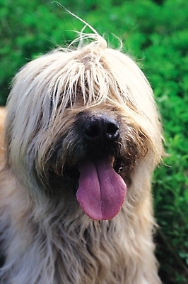 포토 JPG 주간 동물 척추동물 한마리 육지동물 포유류 사람없음 야외 반려동물 강아지 반려 삽살개 국내포토 자연요소 1 개 파일형식