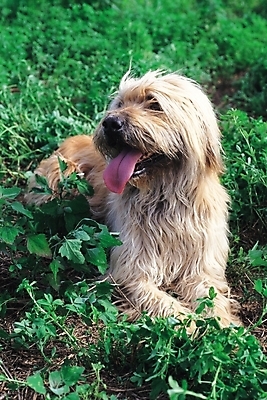 포토 JPG 주간 동물 척추동물 한마리 육지동물 포유류 초원 사람없음 야외 풀 반려 삽살개 국내포토 자연요소 식물 1 개 파일형식