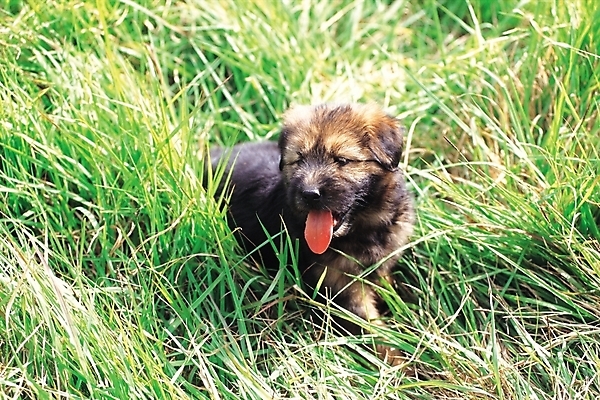 포토 JPG 주간 동물 척추동물 한마리 육지동물 포유류 초원 사람없음 야외 반려동물 풀 강아지 반려 삽살개 국내포토 자연요소 식물 1 개 파일형식