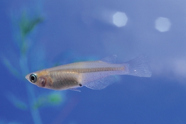 포토 JPG 동물 척추동물 한마리 자연 어류 근접촬영 사람없음 민물고기 송사리 국내포토 1 뷰포인트 수중동물 생태계 파일형식