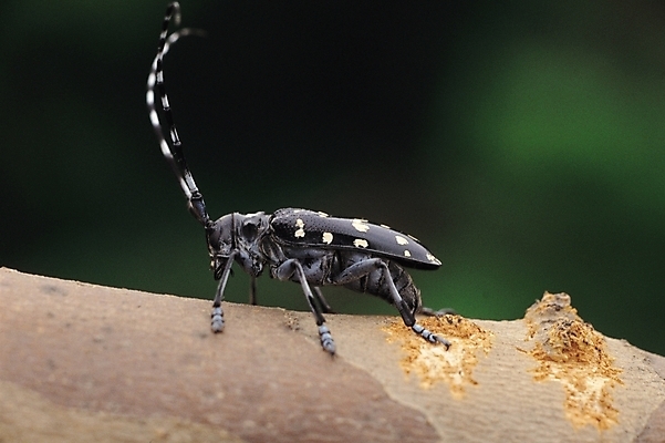 포토 JPG 주간 나무 동물 한마리 곤충 절지류 자연 사람없음 야외 나뭇가지 알락하늘소 하늘소 국내포토 자연요소 식물 1 생태계 파일형식