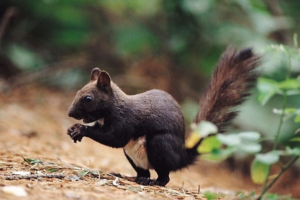 포토 JPG 주간 동물 척추동물 한마리 육지동물 야생동물 포유류 사람없음 야외 풀 다람쥐 청설모 국내포토 자연요소 식물 1 설치류 파일형식