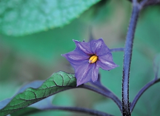 포토 JPG 주간 식물 꽃 줄기 한송이 여름꽃 자연 나뭇잎 사람없음 야외 보라색 들꽃 가지꽃 국내포토 자연요소 1 컬러 잎 생태계 송이 파일형식 여름_계절