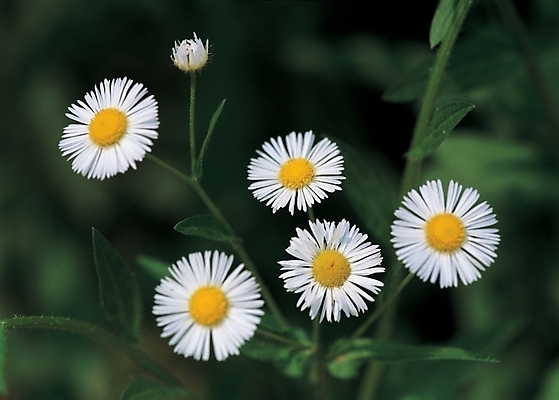 포토 JPG 주간 식물 꽃 여름꽃 자연 근접촬영 사람없음 야외 들꽃 흰색 개망초 국내포토 자연요소 뷰포인트 컬러 생태계 파일형식 여름_계절