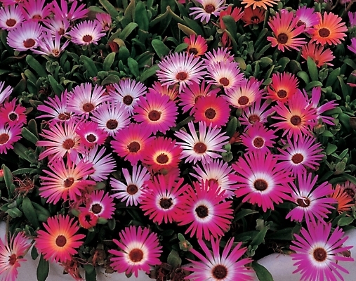 포토 JPG 주간 식물 꽃 분홍색 여름꽃 자연 사람없음 야외 자주색 데이지 리빙스턴데이지 국내포토 자연요소 컬러 생태계 파일형식 여름_계절