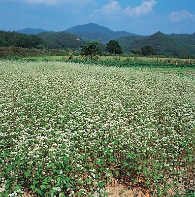 포토 JPG 주간 식물 꽃 여러송이 꽃밭 자연 산 가을꽃 풍경 초원 사람없음 야외 흰색 메밀 메밀꽃 국내포토 자연요소 컬러 다수 식재료 생태계 파일형식 가을_계절
