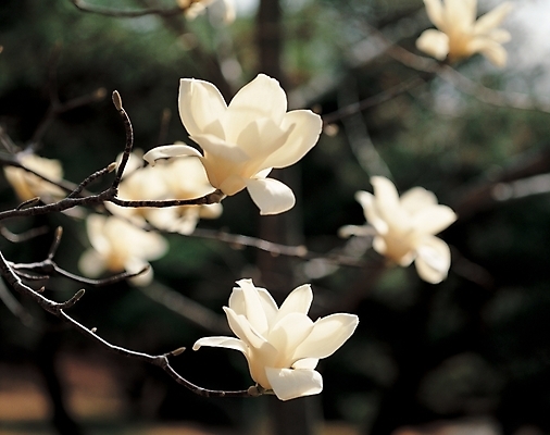 포토 JPG 주간 나무 식물 꽃 여러송이 봄꽃 자연 꽃나무 사람없음 야외 흰색 나뭇가지 목련 목련나무 국내포토 자연요소 컬러 다수 봄 생태계 파일형식