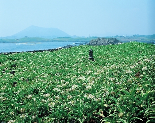 포토 JPG 주간 식물 꽃 바다 섬 여러송이 꽃밭 자연 풍경 사람없음 야외 흰색 풀 여러해살이풀 문주란 국내포토 자연요소 컬러 다수 풀_식물 생태계 파일형식
