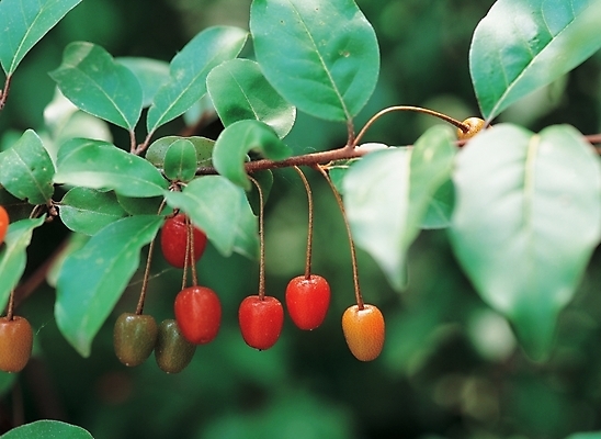 포토 JPG 주간 나무 식물 열매 나뭇잎 근접촬영 사람없음 야외 빨간색 보리수나무 보리수나무열매 국내포토 자연요소 뷰포인트 컬러 잎 파일형식