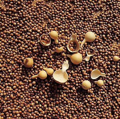 포토 JPG 주간 식물 열매 백그라운드 사람없음 야외 농작물 견과류 도토리 표주박 국내포토 자연요소 농업 박 파일형식