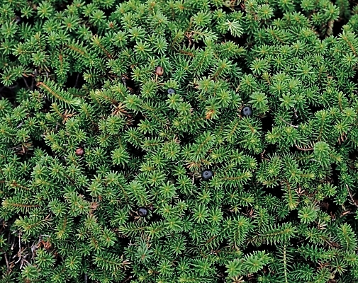 포토 JPG 주간 나무 식물 열매 백그라운드 잎 자연 나뭇잎 사람없음 야외 초록색 관목 국내포토 자연요소 컬러 생태계 파일형식