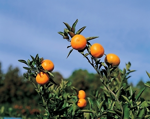 포토 JPG 주간 나무 식물 과일 귤 사람없음 야외 농작물 나뭇가지 감귤나무 제철과일 국내포토 자연요소 농업 제철 파일형식