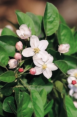 포토 JPG 주간 나무 식물 꽃 나뭇잎 꽃나무 사람없음 야외 흰색 꽃봉오리 사과꽃 국내포토 자연요소 컬러 잎 파일형식