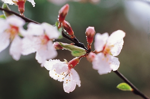 포토 JPG 주간 나무 식물 꽃 줄기 여러송이 자연 사람없음 야외 흰색 물방울 이슬 꽃봉오리 앵두꽃 앵두나무 국내포토 자연요소 컬러 다수 생태계 파일형식