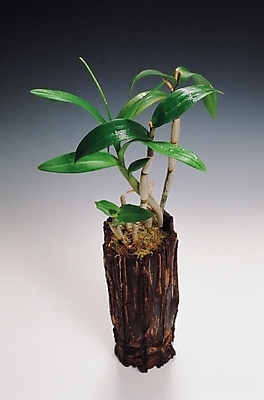 포토 JPG 나무 식물 줄기 잎 나뭇잎 실내 사람없음 초록색 관상식물 행운목 국내포토 컬러 내부 파일형식