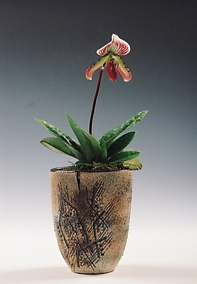 포토 JPG 식물 꽃 화분 한송이 실내 사람없음 관상식물 국내포토 1 내부 송이 파일형식