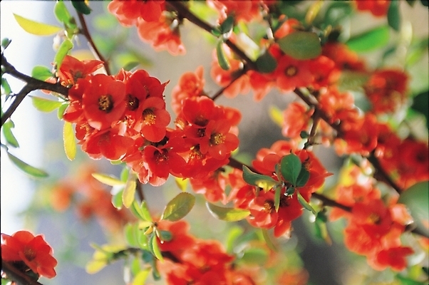 포토 JPG 주간 식물 꽃 여러송이 사람없음 야외 빨간색 한약 영산홍 국내포토 자연요소 컬러 다수 약 파일형식