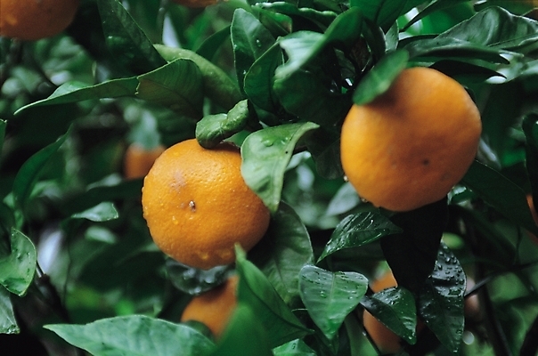 포토 JPG 주간 나무 식물 열매 과일 귤 사람없음 야외 노란색 주황색 감귤나무 귤나무 제철과일 국내포토 자연요소 컬러 제철 파일형식