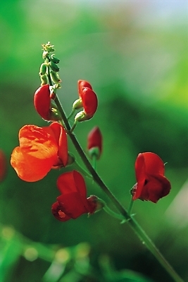 포토 JPG 주간 식물 꽃 줄기 자연 사람없음 야외 빨간색 대 완두콩꽃 국내포토 자연요소 컬러 생태계 파일형식