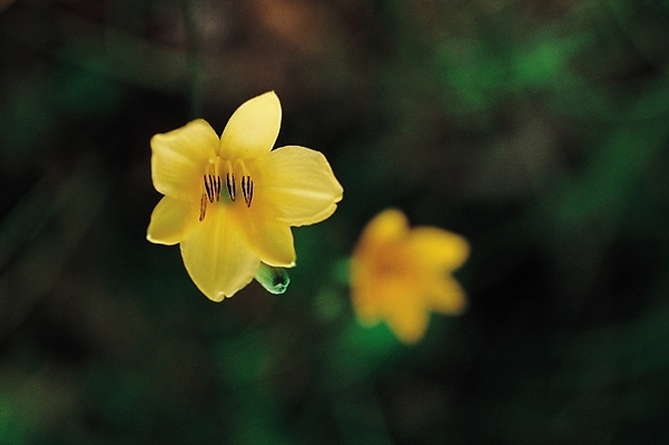 포토 JPG 주간 식물 꽃 여름꽃 자연 사람없음 야외 노란색 두송이 원추리 원추리꽃 국내포토 자연요소 컬러 2 생태계 나물 파일형식 여름_계절