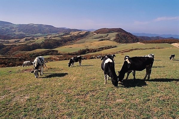 포토 JPG 주간 동물 척추동물 육지동물 산업 여러마리 포유류 자연 하늘 산 풍경 초원 사람없음 야외 가축 목장 소 축산업 젖소 대관령 소떼 국내포토 자연요소 다수 생태계 강원도 파일형식
