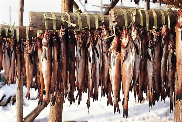 포토 JPG 주간 동물 산업 줄 음식 겨울 식재료 어패류 건조 어류 어업 사람없음 야외 눈 명태 황태 국내포토 자연요소 계절 날씨 수중동물 생태_생선 파일형식