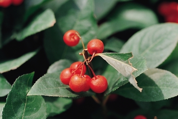 포토 JPG 주간 식물 열매 근접촬영 사람없음 야외 빨간색 관목 자금우 자금우열매 국내포토 자연요소 나무 뷰포인트 컬러 파일형식