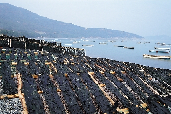 포토 JPG 주간 식물 산업 바다 섬 교통 수상교통 식재료 산 건조 어업 풍경 사람없음 야외 어선 해조류 해양식물 미역 선박 국내포토 자연요소 교통수단 배_교통 수중식물 파일형식