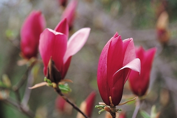 포토 JPG 주간 식물 꽃 봄꽃 자연 사람없음 야외 자주색 꽃봉오리 목련 자목련 국내포토 자연요소 컬러 봄 생태계 파일형식