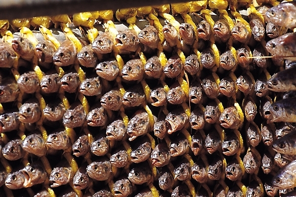 포토 JPG 주간 식재료 건조 사람없음 야외 묶기 가득함 해산물 굴비 영광굴비 조기_생선 국내포토 자연요소 모션 어류 특산물 영광 파일형식