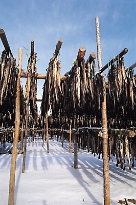 포토 JPG 주간 동물 산업 음식 겨울 식재료 어패류 건조 어류 어업 사람없음 야외 눈 막대기 명태 황태 국내포토 자연요소 계절 날씨 수중동물 생태_생선 파일형식