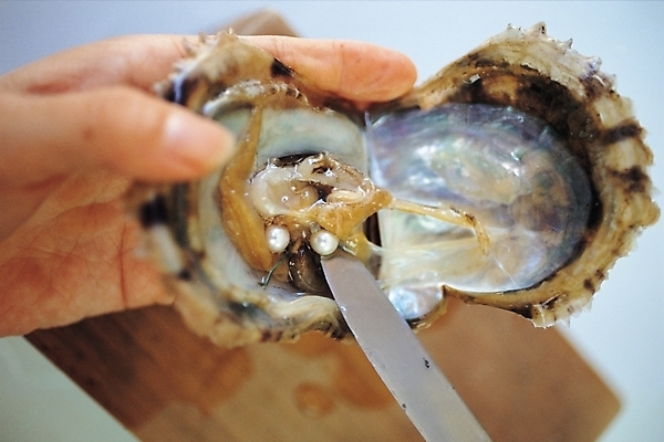 포토 JPG 손 음식 조개 어패류 연체동물 실내 사람 신체부위 칼 수집 해산물 진주 진주조개 국내포토 동물 무척추동물 내부 보석 파일형식