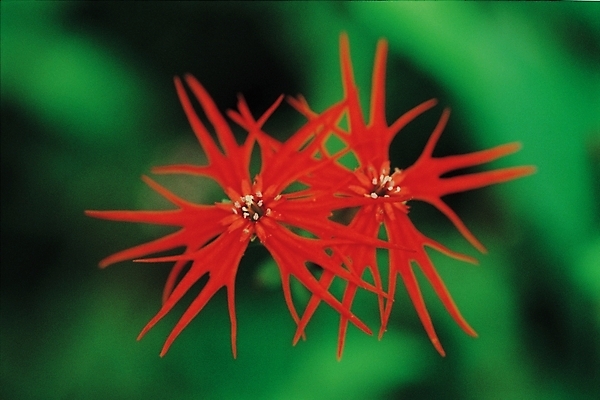 포토 JPG 주간 식물 꽃 근접촬영 사람없음 야외 빨간색 제비동자꽃 국내포토 자연요소 뷰포인트 컬러 파일형식