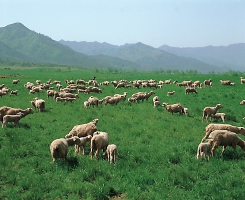 포토 JPG 주간 동물 척추동물 육지동물 여러마리 포유류 자연 하늘 산 풍경 초원 사람없음 야외 가축 목장 양 축산업 양떼 국내포토 자연요소 산업 다수 생태계 파일형식