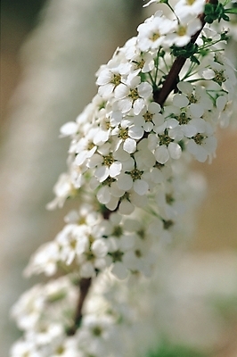 포토 JPG 주간 나무 식물 꽃 여러송이 봄꽃 자연 사람없음 야외 흰색 나뭇가지 조팝나무 조팝나무꽃 국내포토 자연요소 컬러 다수 봄 생태계 파일형식