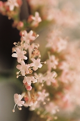 포토 JPG 식물 꽃 분홍색 여러송이 자연 사람없음 흰색 쥐오줌풀 국내포토 컬러 다수 생태계 파일형식